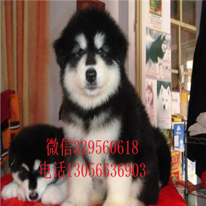  牡丹江哪里有卖阿拉斯加大骨架大毛量 阿拉斯加幼犬巨型阿拉斯加长大多大黑色阿拉斯加犬