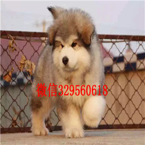 沙坪坝哪里能买到阿拉斯加红色阿拉斯加十字脸阿拉斯加阿拉斯加图片