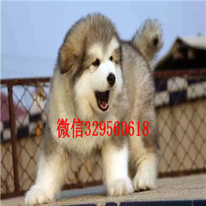江北出售纯种阿拉斯加犬巨型阿拉斯加熊版阿拉斯加多少钱阿拉斯加价格