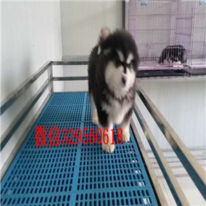 怒江哪里能买到阿拉斯加巨型阿拉斯加阿拉斯加