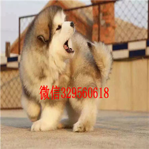 沙坪坝哪里能买到阿拉斯加红色阿拉斯加十字脸