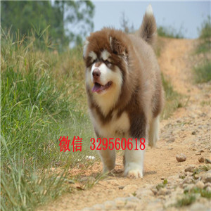 莆田 哪里出售纯种阿拉斯加巨型灰桃阿拉斯加