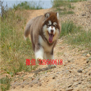 莆田 哪里出售纯种阿拉斯加巨型灰桃阿拉斯加大骨架巨型阿拉斯加阿拉斯加图片