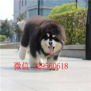  聊城哪里能买到阿拉斯加巨型阿拉斯加多少钱