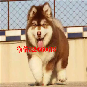 绥化哪里出售纯种阿拉斯加红色阿拉斯加桃脸阿拉斯加阿拉斯加价格