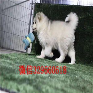 彭水出售纯种阿拉斯加犬巨型阿拉斯加熊版阿拉