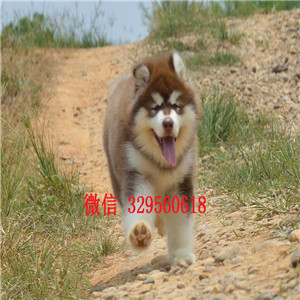 莆田 哪里出售纯种阿拉斯加巨型灰桃阿拉斯加大骨架巨型阿拉斯加阿拉斯加图片