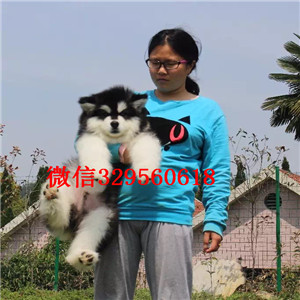 佛山哪里出售纯种阿拉斯加红色阿拉斯加桃脸阿