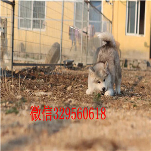 威海哪里能买到阿拉斯加黑色阿拉斯加十字脸阿