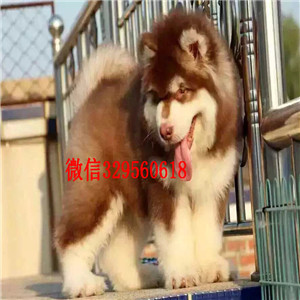 鄂尔多斯出售纯种阿拉斯加犬灰色阿拉斯加阿拉