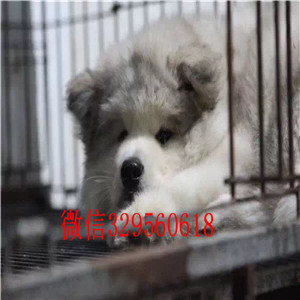 阳江哪里能买到阿拉斯加巨型阿拉斯加桃脸阿拉斯加阿拉斯加狗场