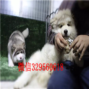 阳江哪里能买到阿拉斯加巨型阿拉斯加桃脸阿拉