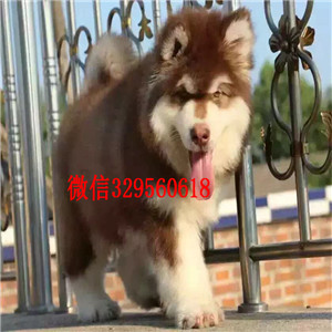 奉节出售纯种阿拉斯加犬巨型阿拉斯加阿拉斯加