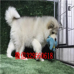 楚雄哪里出售纯种阿拉斯加黑色阿拉斯加熊版阿