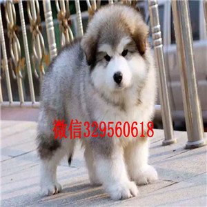 武隆出售纯种阿拉斯加犬灰色阿拉斯加桃脸阿拉