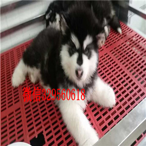 廊坊出售纯种阿拉斯加犬红色阿拉斯加阿拉斯加