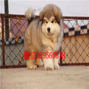 江北出售纯种阿拉斯加犬巨型阿拉斯加熊版阿拉斯加多少钱阿拉斯加价格