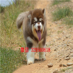 莆田 哪里出售纯种阿拉斯加巨型灰桃阿拉斯加大骨架巨型阿拉斯加阿拉斯加图片