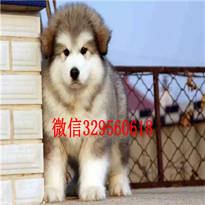 江北出售纯种阿拉斯加犬巨型阿拉斯加熊版阿拉斯加多少钱阿拉斯加价格