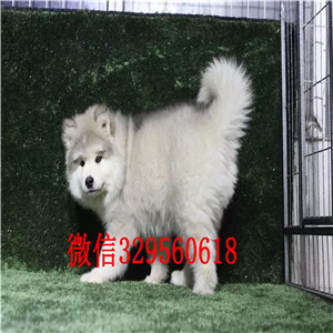 锡林郭勒哪里能买到阿拉斯加灰色阿拉斯加十字脸阿拉斯加阿拉斯加价格