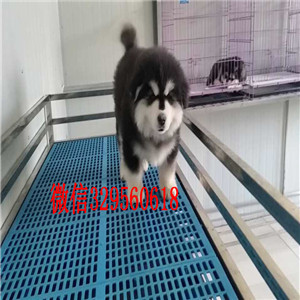 莱芜哪里出售纯种阿拉斯加巨型阿拉斯加桃脸阿拉斯加阿拉斯加价格