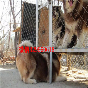 双桥哪里出售纯种阿拉斯加灰色阿拉斯加阿拉斯