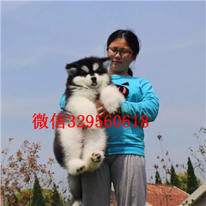 南岸哪里出售纯种阿拉斯加巨型阿拉斯加阿拉斯