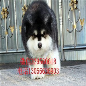  平顶山哪里有纯种阿拉斯加卖熊版阿拉斯加多