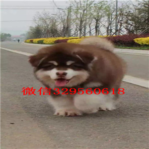 汕头出售纯种阿拉斯加犬巨型阿拉斯加阿拉斯加幼犬出售阿拉斯加价格