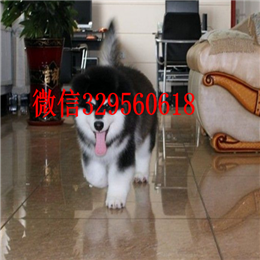 莱芜哪里能买到阿拉斯加巨型灰桃阿拉斯加大骨