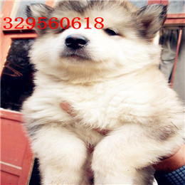 廊坊哪里能买到阿拉斯加黑色阿拉斯加多少钱巨型阿拉斯加精品阿拉斯加