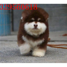 朔州哪里出售的阿拉斯加好红色阿拉斯加多少钱