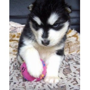 定西出售纯种阿拉斯加灰色阿拉斯加多少钱标准