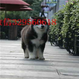 荆州哪里有卖阿拉斯加白色阿拉斯加多少钱巨型阿拉斯加赛级阿拉斯加