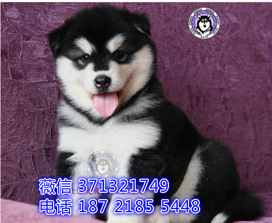 重庆阿拉斯加犬出售，基地直销 巨型犬 阿拉斯加