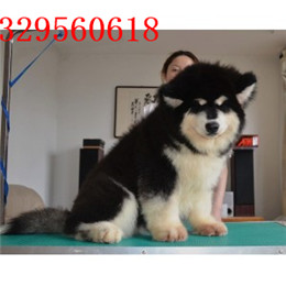 铜川出售纯种阿拉斯加灰色阿拉斯加多少钱阿拉