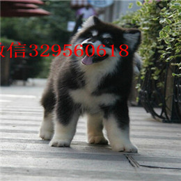 荆州哪里有卖阿拉斯加白色阿拉斯加多少钱巨型阿拉斯加赛级阿拉斯加