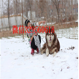 焦作哪里出售的阿拉斯加好黑色阿拉斯加多少钱