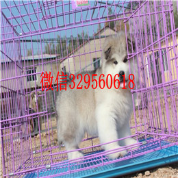 东营哪里出售的阿拉斯加好黑色阿拉斯加多少钱熊版阿拉斯加精品阿拉斯加