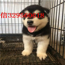 衡阳哪里有卖阿拉斯加灰色阿拉斯加多少钱熊版