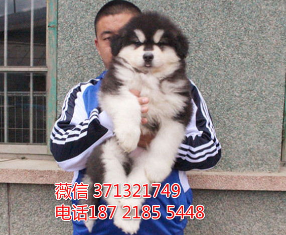 郑州阿拉斯加犬出售纯种幼犬，熊版 灰色红色阿拉斯加犬狗狗犬舍