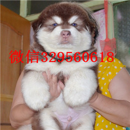 日照哪里出售的阿拉斯加好白色阿拉斯加多少钱标准阿拉斯加十字脸阿拉斯加