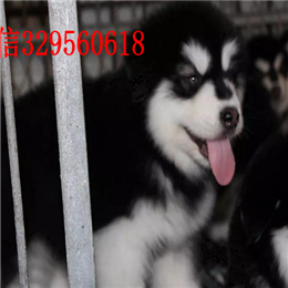  重庆哪里出售纯种阿拉斯加熊版阿拉斯加多少钱熊版灰桃脸雪橇犬阿拉斯加犬舍