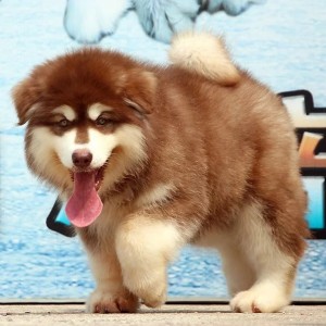 三沙哪里有卖阿拉斯加灰色阿拉斯加多少钱熊版