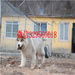 朝阳哪里能买到阿拉斯加灰色阿拉斯加多少钱阿拉斯加长大多重赛级阿拉斯加