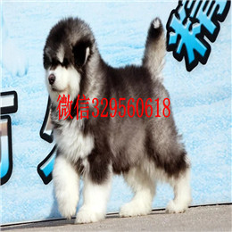  平顶山哪里有纯种阿拉斯加卖巨型灰桃阿拉斯