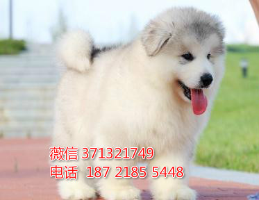 阿拉斯加犬出售，灰色巨型犬阿拉斯加犬狗狗 苏州犬舍