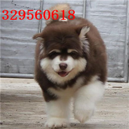 阳江出售纯种阿拉斯加灰色阿拉斯加多少钱阿拉