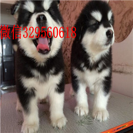 甘孜哪里能买到阿拉斯加灰色阿拉斯加多少钱标准阿拉斯加赛级阿拉斯加