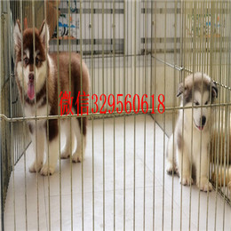 潍坊哪里出售纯种阿拉斯加熊版阿拉斯加多少钱